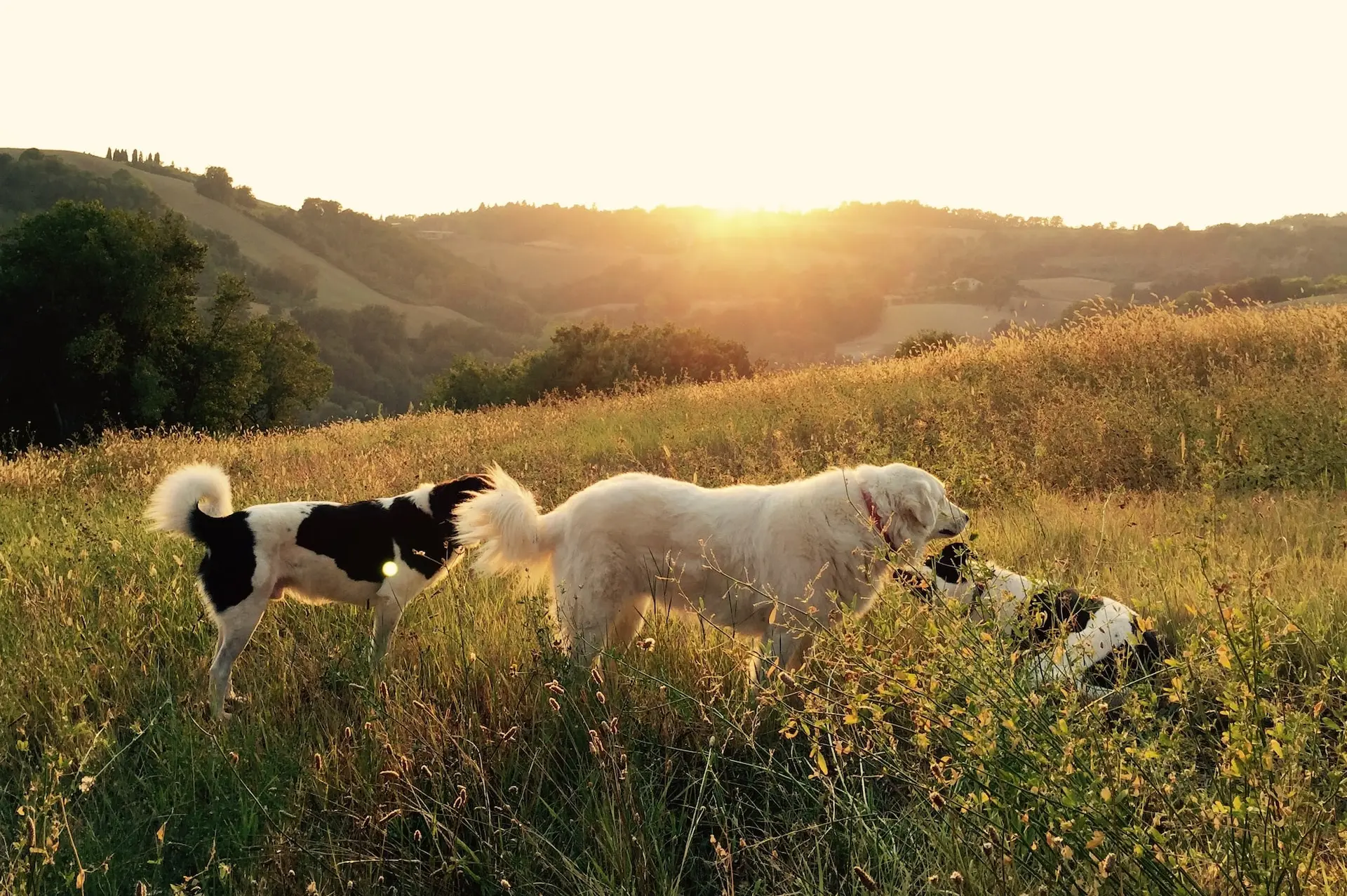 photography of three playing dogs on grass field