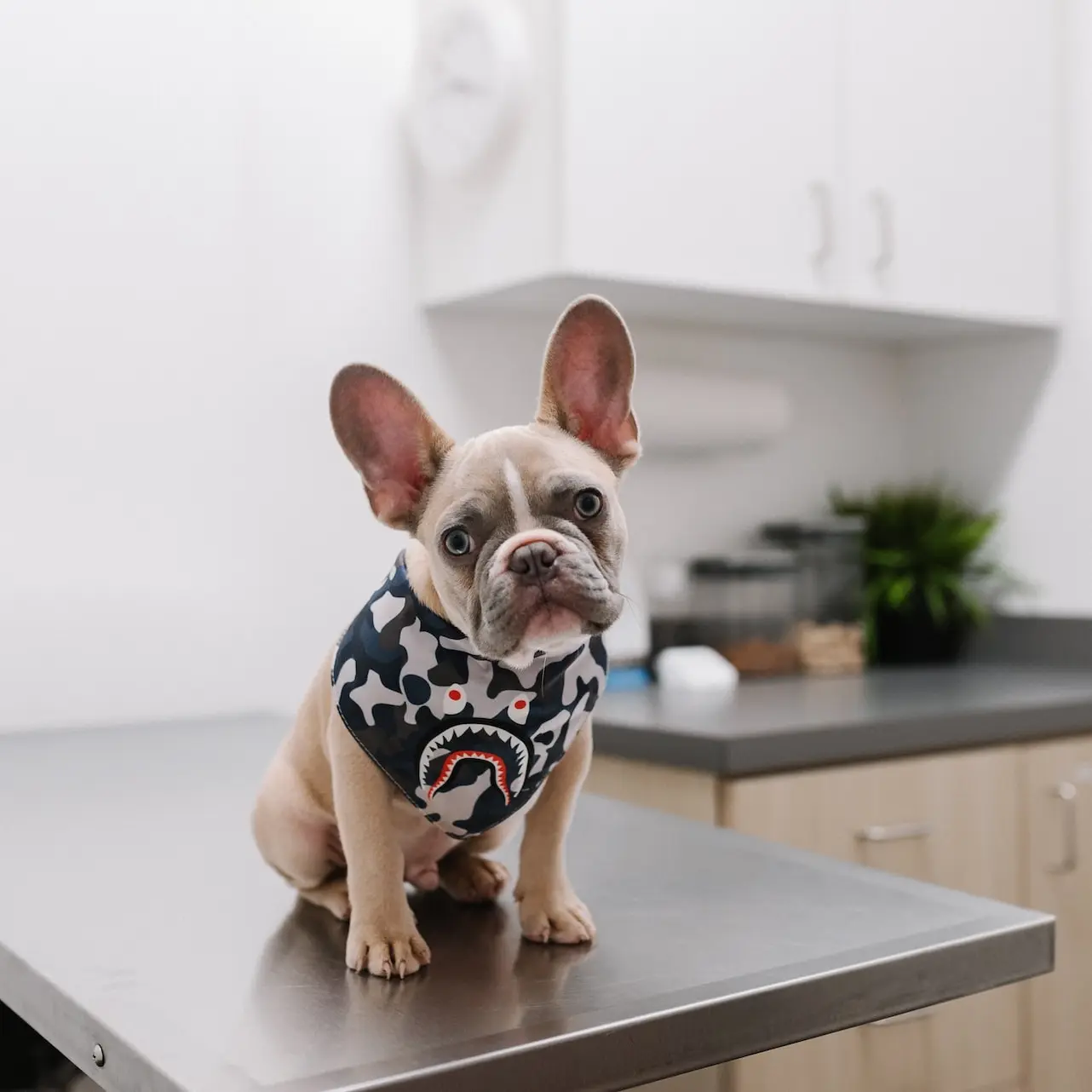 white and black short coated dog wearing white and black polka dot shirt