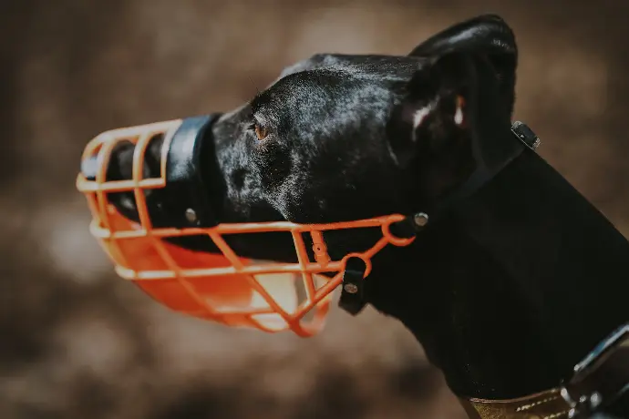 Cours - Habituer son chien à la muselière